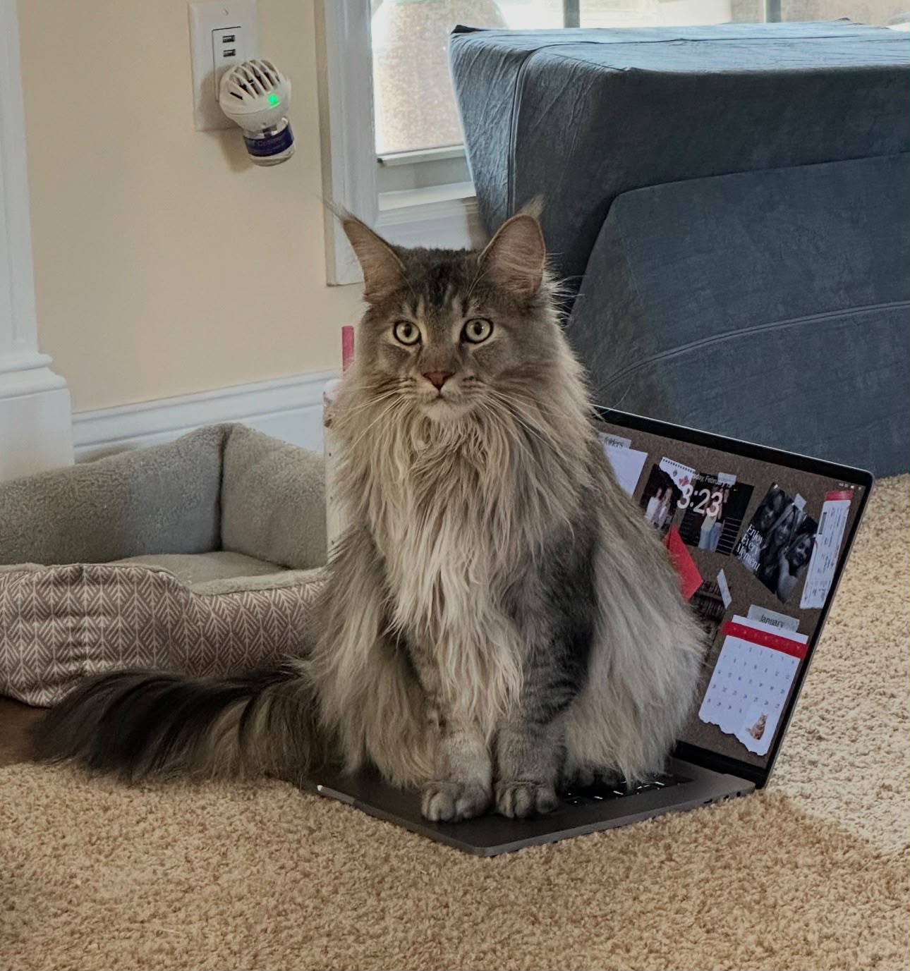 Reference photo of the Maine Coon cat